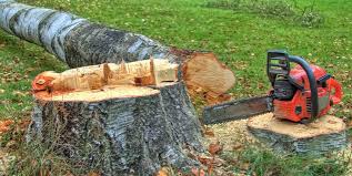 Best Hazardous Tree Removal  in Yoncalla, OR