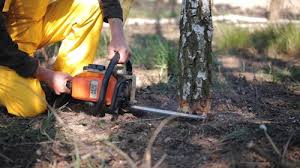 Best Tree and Shrub Care  in Yoncalla, OR