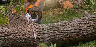 Best Tree Cabling and Bracing  in Yoncalla, OR